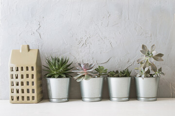 succulents in the Scandinavian interior near the concrete wall. mock up