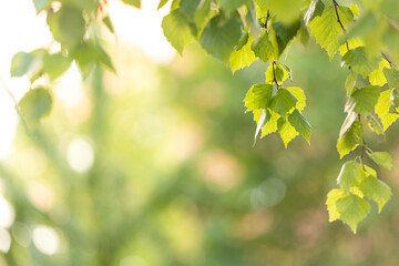 Obraz premium blur effect. Nature of green leaf in garden at summer. Natural green leaves plants