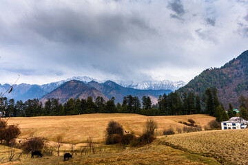 View of meadow of Shahgarh, surrounded by Deodar Tree and Himalayas mountains in Sainj Valley, Great Himalayan National Park, Himachal Pradesh, India