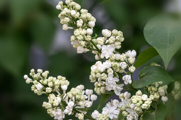 twig with delicate white lilac flowers
