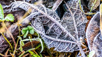 Close-up of frosty leaves showing intricate ice patterns on a chilly winter day