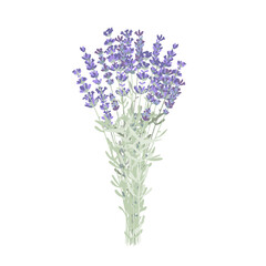 Obraz premium Elegant lavender flowers bunch, lavender bouquet. Vector illustration isolated on white.