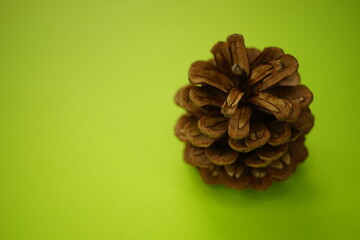 Brown open pine cone on a green table