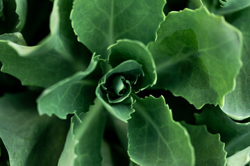 focus on details. green leaves close up.