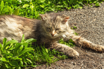 Naklejka na ściany i meble The cat is lying on the street. The pregnant cat poses for the photographer on the green grass