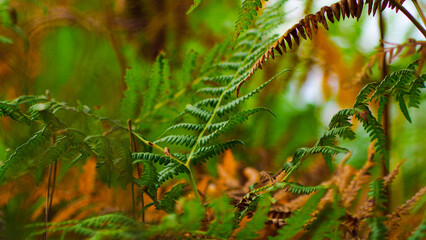 Feuilles de fougère vertes et jaunes, dans la forêt des Landes de Gascogne