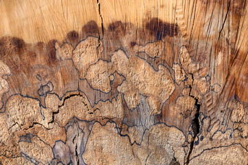 Muster und Jahresringe eines Baumstammes