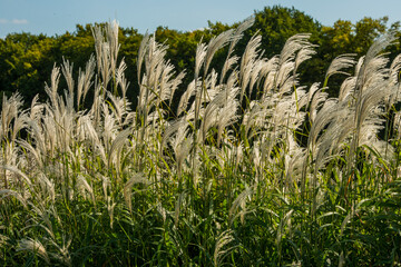 miscanthus sinensis sways in the wind. beautiful tall grass in the sun sways in the wind
