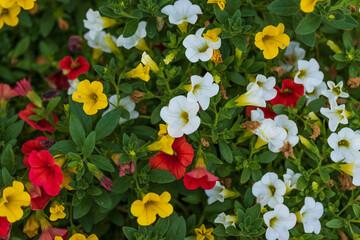 a planter full of red, white, yellow and orange blooms of million bells