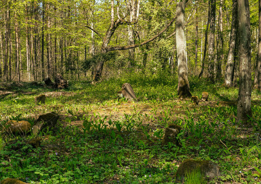 Stray, a forgotten graveyard in the woods