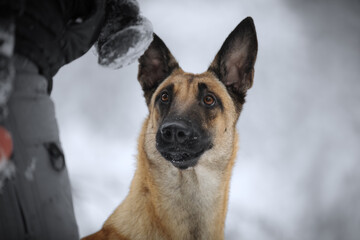 Winter portrait of a Belgian Shepherd