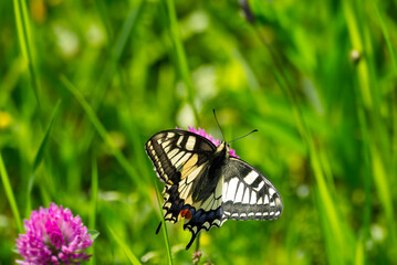 Fototapeta na wymiar Old World Swallowtail or common yellow swallowtail (Papilio machaon) sitting on pink flower in Zurich, Switzerland