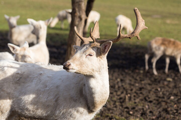 Portrait of a white deer buck.