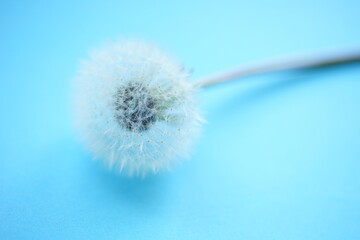 Fluffy dandelion flower on shiny blue background