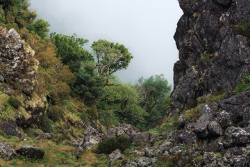 Fanal a laurisilva forest in Madeira, Portugal