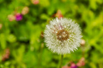 Dandelion seed head closeup as floral background
