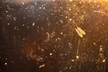 Insect on dirty glass at sunset