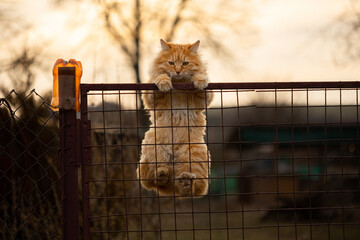 Red bobtail cat climbs over the fence