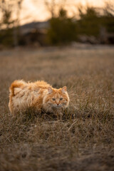 Naklejka na ściany i meble Bobtail cat hiding in dry grass