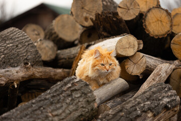 Red cat resting on logs