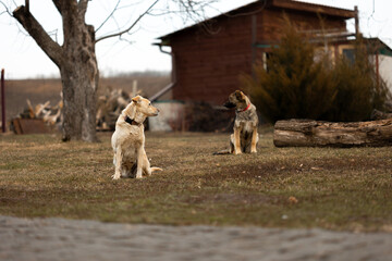 Two dogs stand guard over the territory and look in different directions - obrazy, fototapety, plakaty