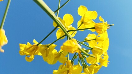 yellow flower on blue sky