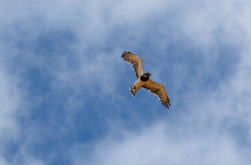 Black-chested Snake Eagle in flight, Kgalagadi, South Africa