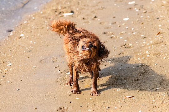 A dog cavalier king charles, a ruby puppy snorting as it comes out of the water, on the beach
