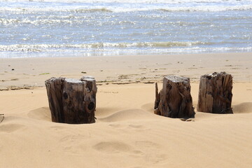 Baumstumpf an einem Sandstrand
