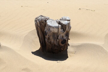 Baumstumpf an einem Sandstrand