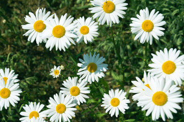 Fototapeta premium daisies in the grass