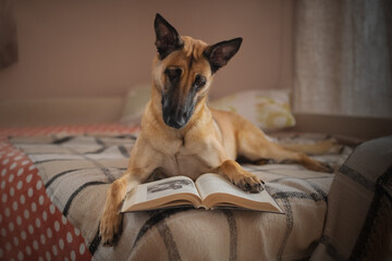 Portrait of a Belgian Shepherd Malinois with a book