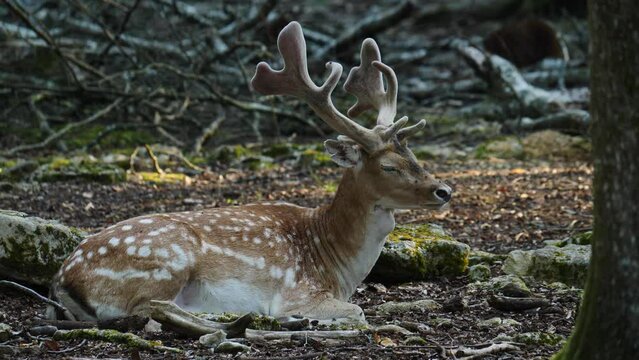 Male fallow deer, buck with antlers in natural environment. Deer Dama dama. Vision Park in Auberive region, France. Slow motion