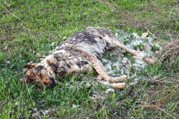 a dead decomposing dog is lying on the grass    