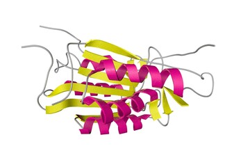 Crystal structure of the complex of apopain with tetrapeptide aldehyde inhibitor. Ribbons diagram in secondary structure coloring based on protein data bank entry 1pau. 3d illustration