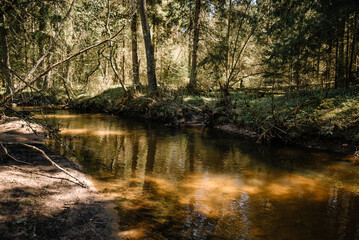 Swampy water landscape. View of the swamp. Forest river. Beautiful nature.