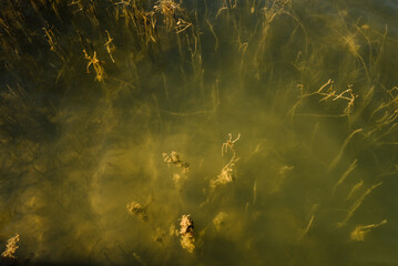 Swampy water landscape. View of the swamp. Forest river. Beautiful nature.