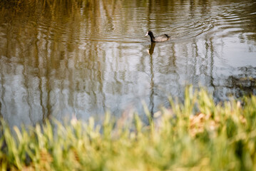 Swampy water landscape. View of the swamp. Forest river. Beautiful nature.