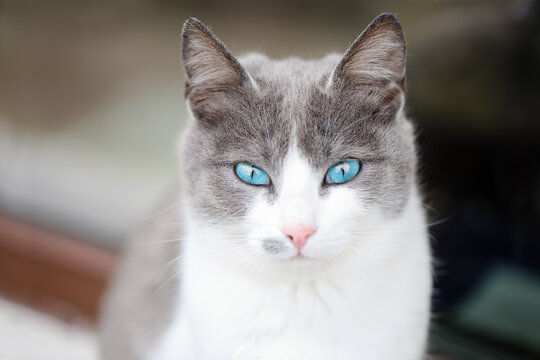 Close up portrait of a beautiful white and grey female cat with turquoise blue eyes