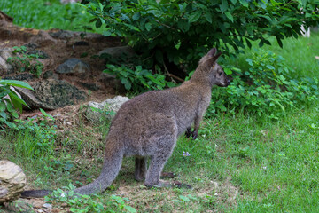 Fototapeta premium The baby kangaroo is stay and eat grass in garden