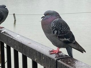 Pigeons on a rainy day at the park of Ueno Tokyo Japan, year 2022 summer