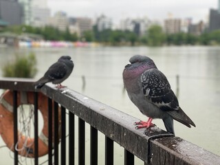 Pigeons on a rainy day at the park of Ueno Tokyo Japan, year 2022 summer
