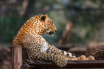 The portrait of a Javan Leopard (panthera pardus) resting