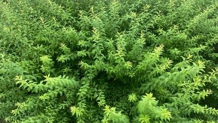 Fototapeta premium Green plants closeup, delicate intricate leaf, leaves in growth, full-on nature, Ueno downtown Tokyo park, year 2022 summer