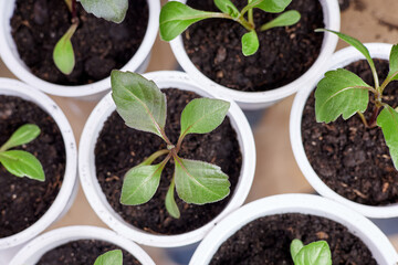 White flower pots with freshly planted plants