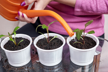 Close-up of a woman watering freshly transplanted plants in white flower pots from a watering can