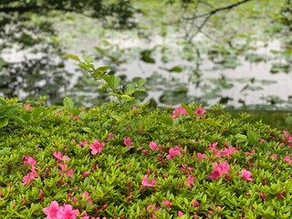 Obraz premium Pink azaleas blossoming in the park of Ueno, downtown Tokyo Japan, year 2022, surrounded by the lotus pond in growing.
