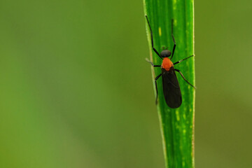 Common Lovebug Plecia nearctica macro photo with blurred green background 