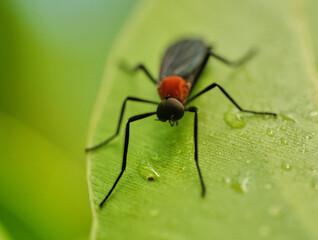 Common Lovebug Plecia nearctica macro photo with blurred green background 