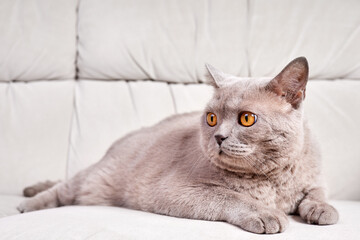 Naklejka na ściany i meble Portrait of a gray fat british cat on a sofa